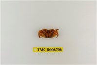 藏品(斑點擬相手蟹)的圖片